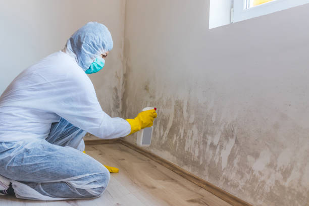Licensed Attic Mold Removal service in Greenville, TX - WQB Mold Removal