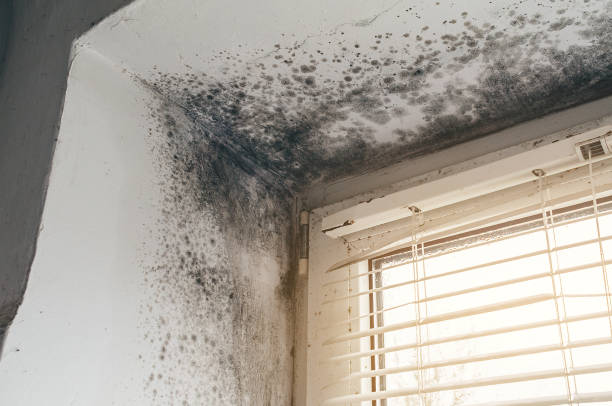 Affordable Attic Mold Removal solutions in Greenville, TX