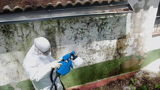 Top rated local Attic Mold Removal specialists in Greenville, TX